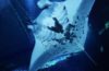 Dive into the World of Manta Rays