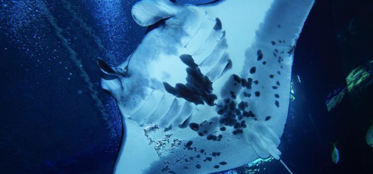 Dive into the World of Manta Rays